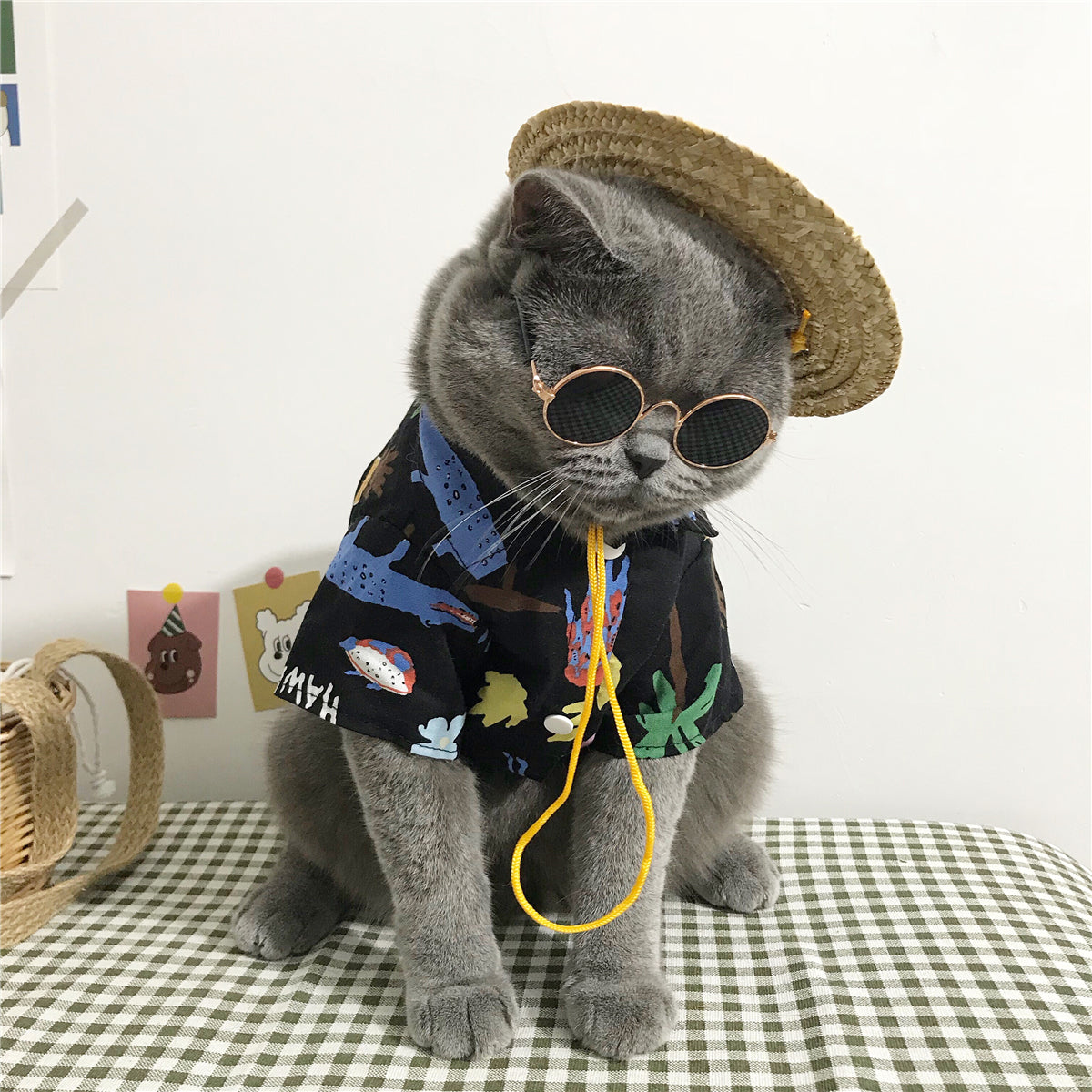summer cat outfit
