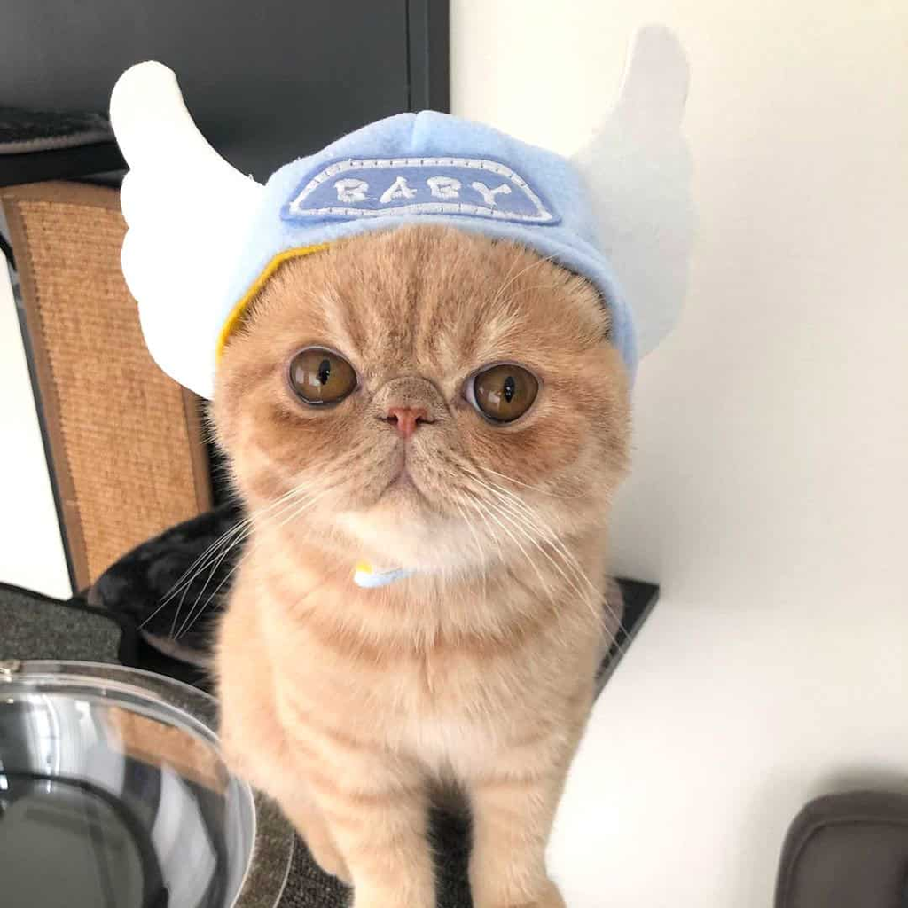 silly silly hats