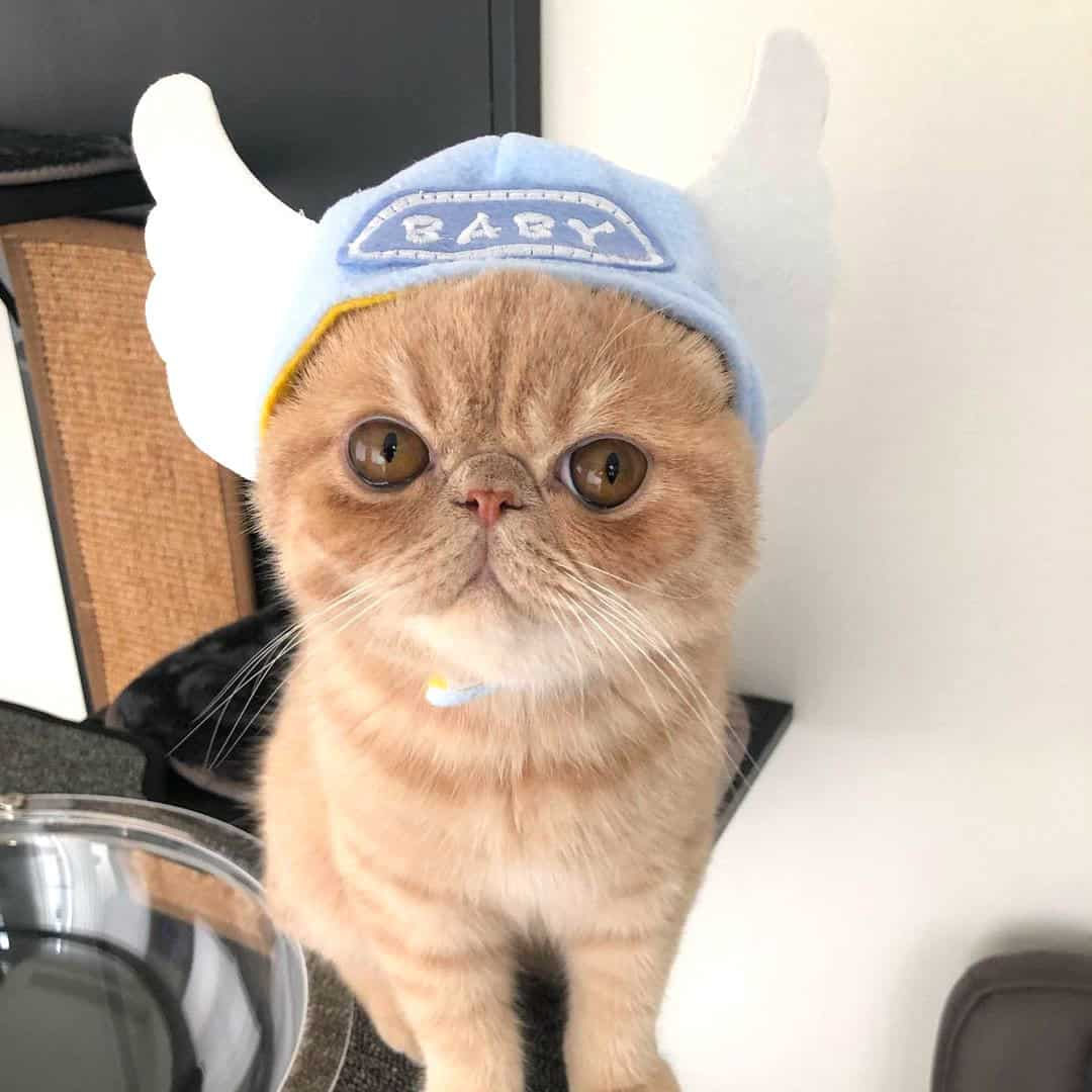 silly silly hats