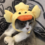 silly silly hats