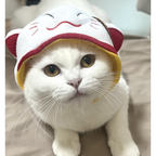 silly silly hats
